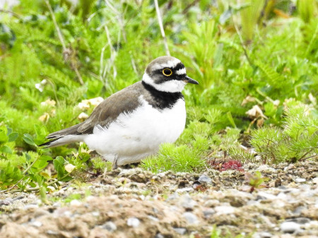 little-ringed-plover-2394818_1280