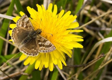 Dingy Skipper